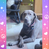 Entry image for Misty