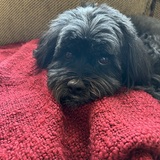 Entry image for Pippin