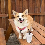 Entry image for Callie