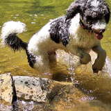 Entry image for Milo