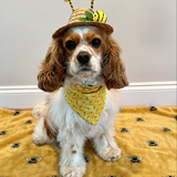 Entry image for Hazel