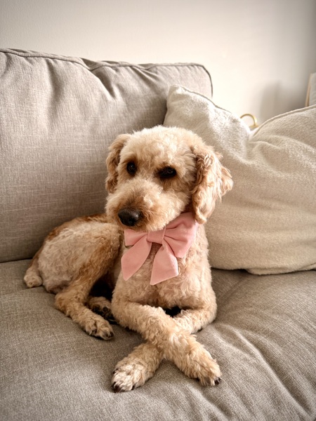 Entry image for Lola. Clicking this image will show a larger photo