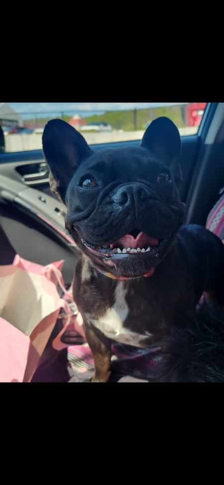 Entry image for Sadie. Clicking this image will show a larger photo