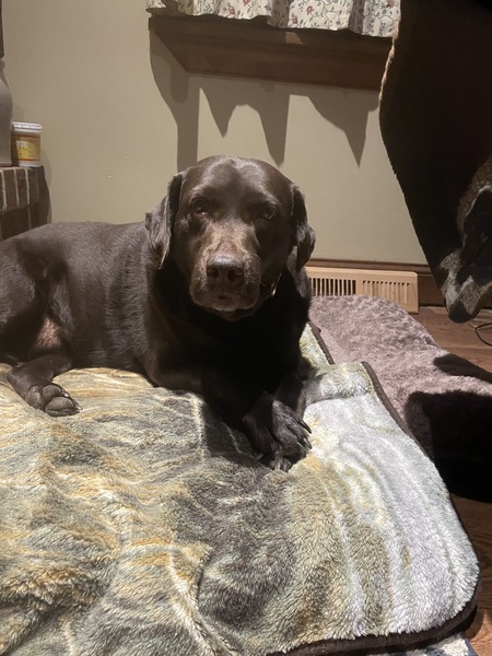 Entry image for Mocha. Clicking this image will show a larger photo