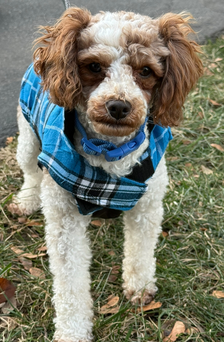 Entry image for Riley. Clicking this image will show a larger photo