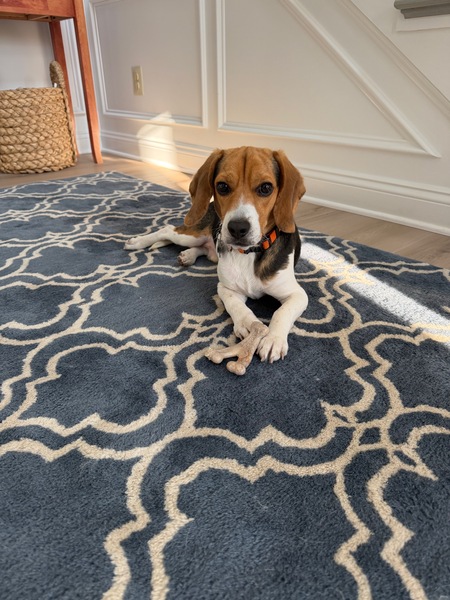 Entry image for Cooper. Clicking this image will show a larger photo