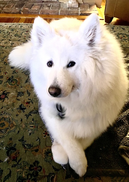 Entry image for Iris. Clicking this image will show a larger photo