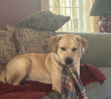 Entry image for Biscuit. Clicking this image will show a larger photo