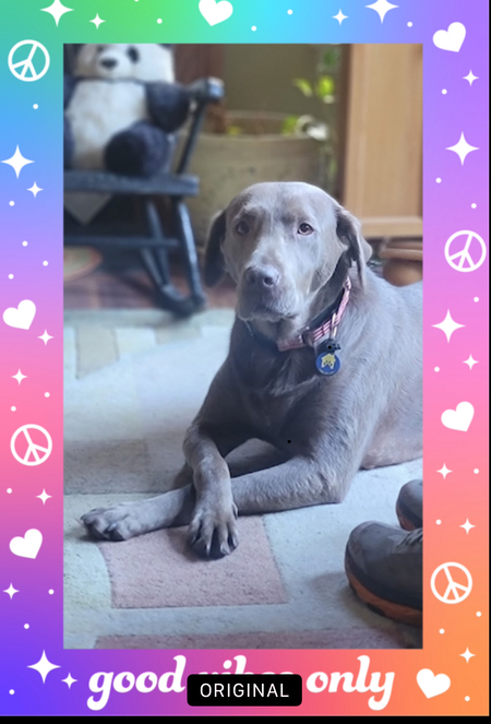 Entry image for Misty. Clicking this image will show a larger photo