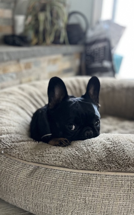 Entry image for Coco. Clicking this image will show a larger photo