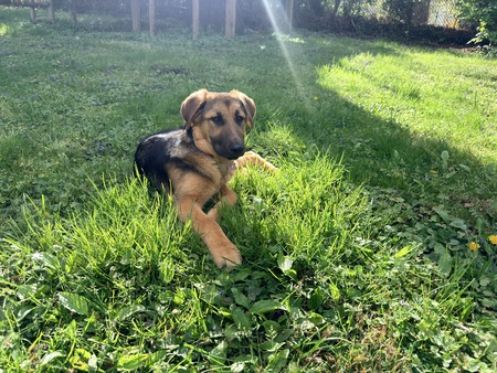 Entry image for Penelope . Clicking this image will show a larger photo