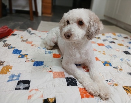 Entry image for Cassie. Clicking this image will show a larger photo