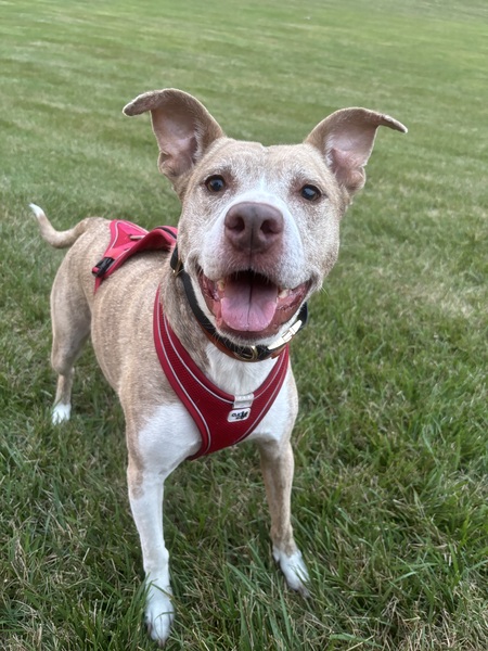 Entry image for Bella. Clicking this image will show a larger photo