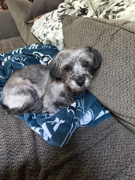 Entry image for Cooper. Clicking this image will show a larger photo