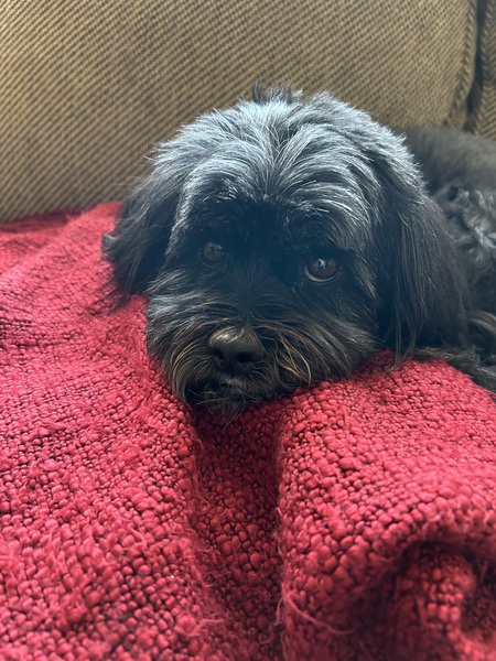 Entry image for Pippin. Clicking this image will show a larger photo