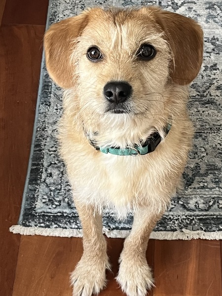 Entry image for Scout. Clicking this image will show a larger photo