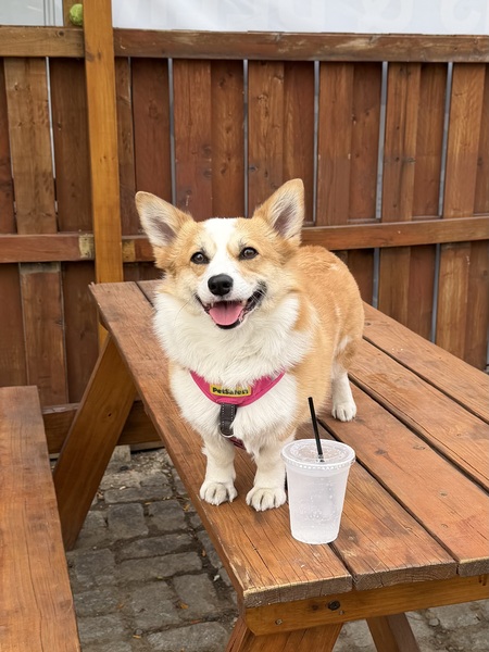 Entry image for Callie. Clicking this image will show a larger photo