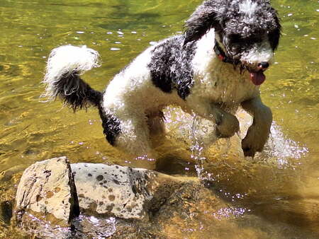 Entry image for Milo. Clicking this image will show a larger photo