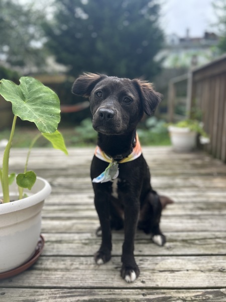 Entry image for Milo. Clicking this image will show a larger photo