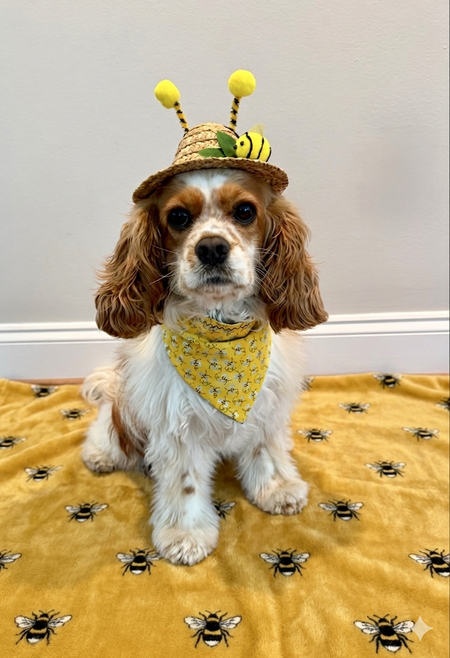 Entry image for Hazel. Clicking this image will show a larger photo