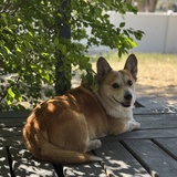 Entry image for Bandit