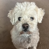 Entry image for Bernie