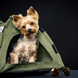 Entry image for Tater Tot