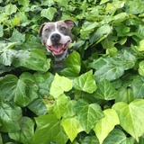 Entry image for Lulu 