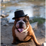 Entry image for Winston