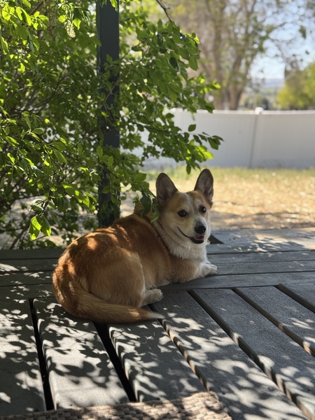 Entry image for Bandit. Clicking this image will show a larger photo
