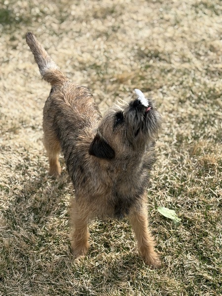 Entry image for Beatrice. Clicking this image will show a larger photo