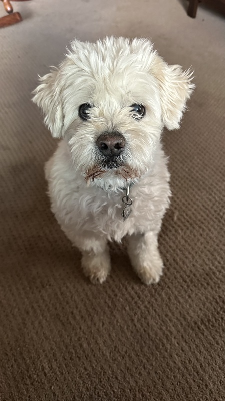 Entry image for Bernie. Clicking this image will show a larger photo