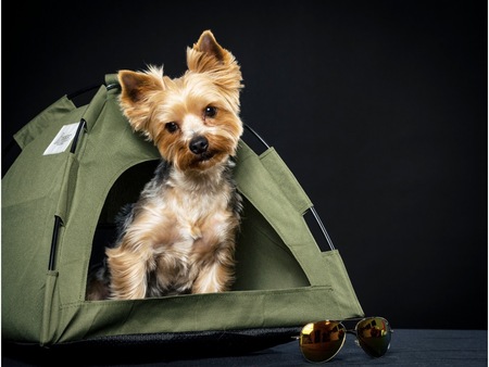 Entry image for Tater Tot. Clicking this image will show a larger photo