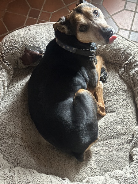 Entry image for Cooper. Clicking this image will show a larger photo
