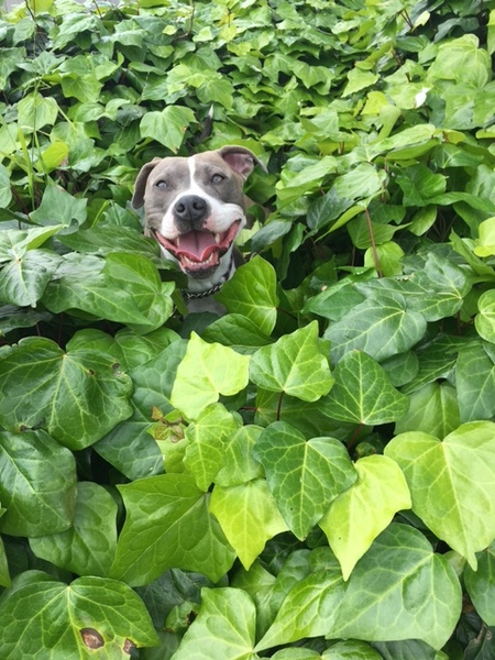 Entry image for Lulu . Clicking this image will show a larger photo