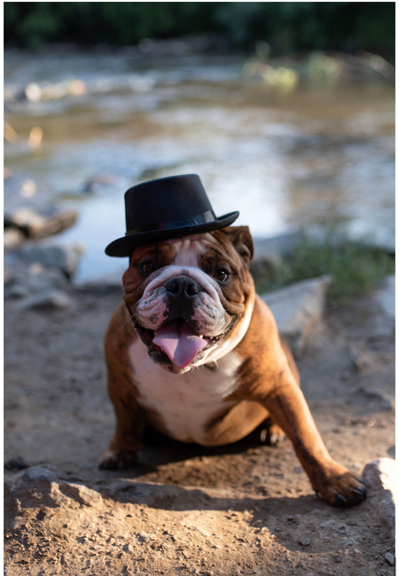 Entry image for Winston. Clicking this image will show a larger photo