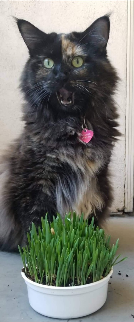 Entry image for Wookiee. Clicking this image will show a larger photo