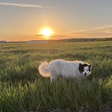 Entry image for Suzie at sunrise!