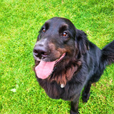 Entry image for Millie