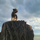 Entry image for Charlie