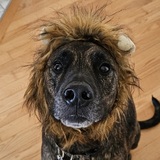 Entry image for Cujo