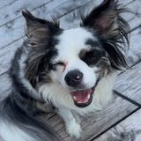 Entry image for Tucker