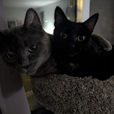 Entry image for Boomba & Spirit