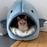 Entry image for Harry (prev.  known from the shelter as Elvy)