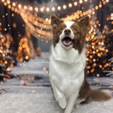 Entry image for Charlie