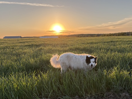 Entry image for Suzie at sunrise!. Clicking this image will show a larger photo