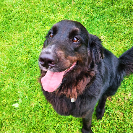 Entry image for Millie. Clicking this image will show a larger photo
