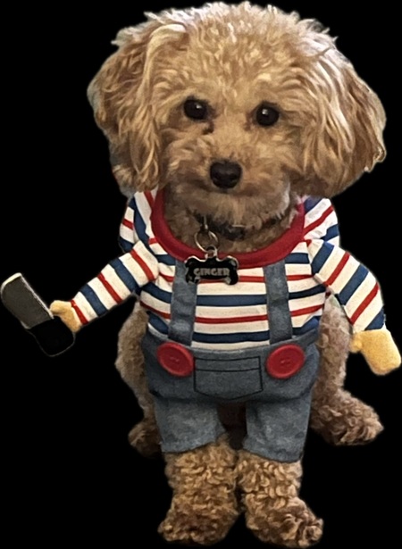 Entry image for Ginger. Clicking this image will show a larger photo