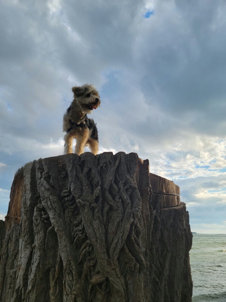Entry image for Charlie. Clicking this image will show a larger photo