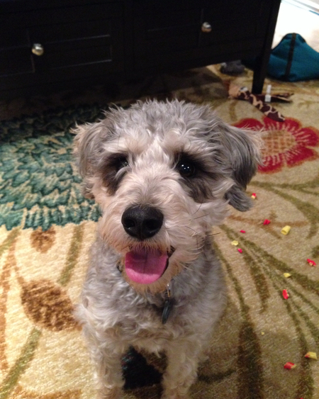 Entry image for Snickers. Clicking this image will show a larger photo